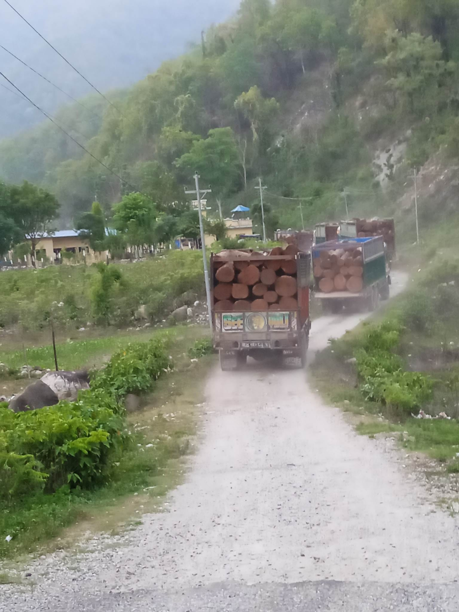 डोटीमा छुटपूर्जी बिना अबैध काठ ढुवानी गरिरहेका छ ट्रक प्रहरी नियन्त्रणमा