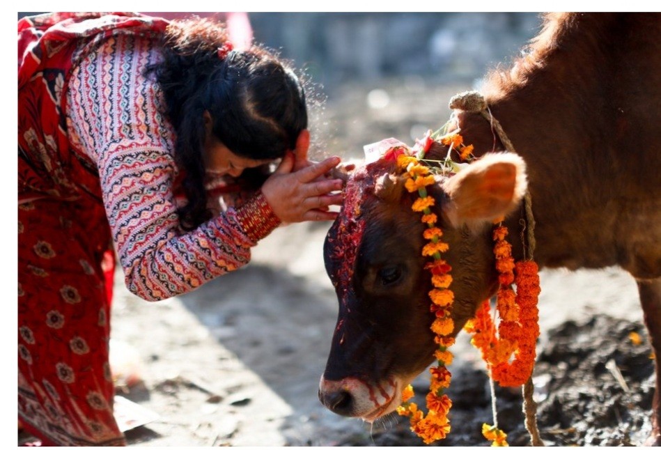 तिहारको चौथो दिन आज गाई र गोरू पूजा