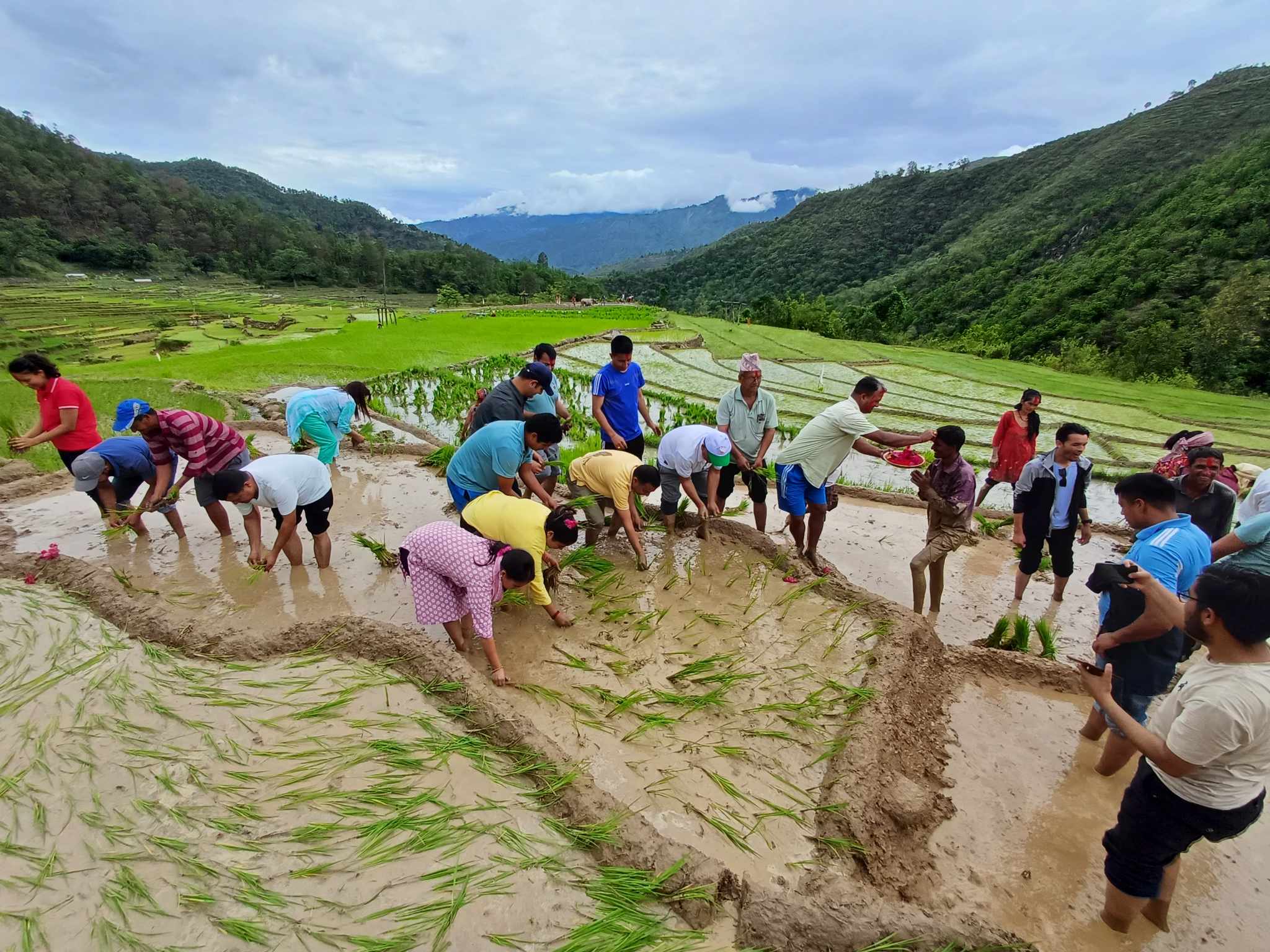 डडेल्धुरामा मनाइयो राष्ट्रिय धान दिवस